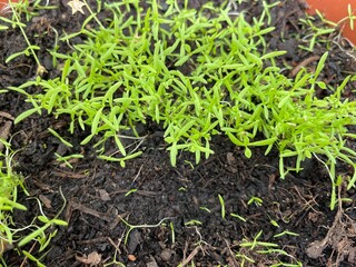 grass in the ground