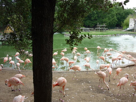 Flament Rose