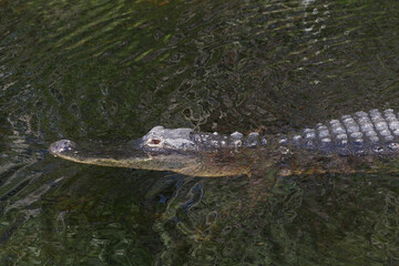 American Alligator, Everglades National Park,Florida