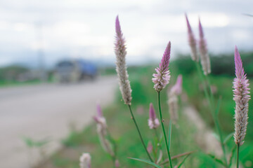 flowers in the field