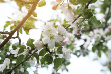 Beautiful blossoming quince tree outdoors on spring day