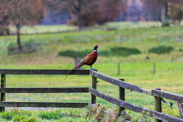 Pheasant on fence