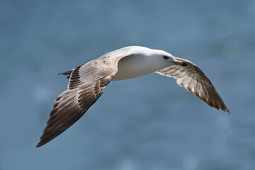 Juvenile Ring billed gull flapping flying over lake on beautiful spring day
