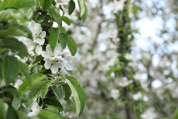 Beautiful blossoming quince tree outdoors on spring day