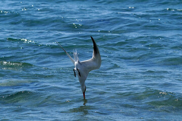 Caspian Tern hitting water in fishing dive on beautiful spring day
