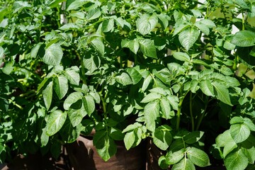 Potato plants growing , selective focus