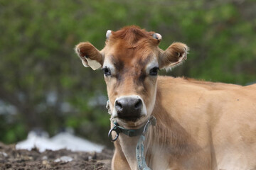 Jersey Cow in spring