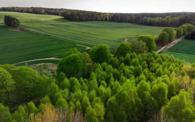 Na skraju lasu © ukasz