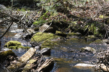 Creek with mossy stones in Algonquin Park in spring sunshine