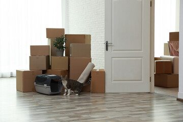 Cardboard boxes and cat in room on moving day