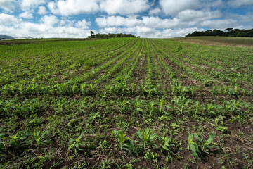 Fototapeta na wymiar Plantação de milho formando linhas em área rural em São José dos Pinhais no Paraná, Brasil.