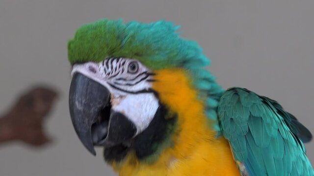 Malaysian colorful parrot.