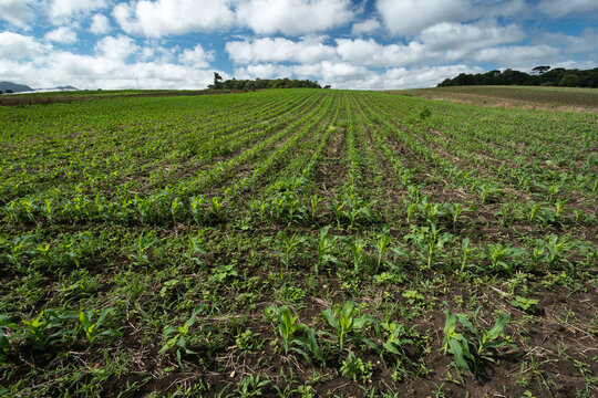 Plantação de milho formando linhas em área rural em São José dos Pinhais no Paraná, Brasil.