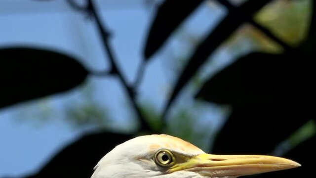 close up of a bird