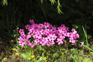pink flowers blooming in a spotlight under the pine tree