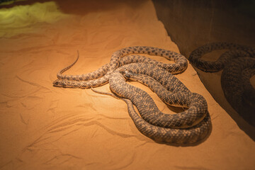 Two venomous vipers bask under the rays of a lamp in a terrarium, narrow depth of focus. The...