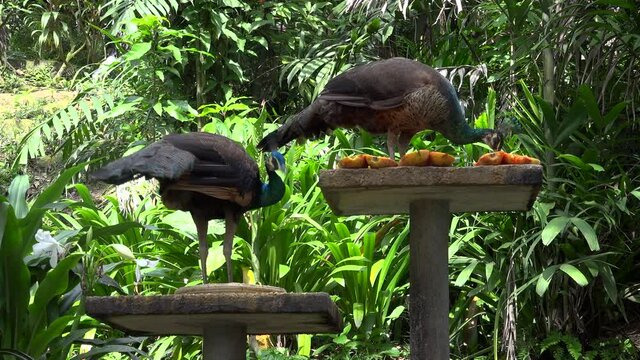 Two asian birds in cage.