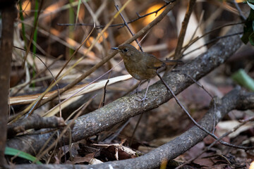White - bellied Redstart