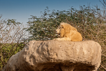 An unusual white lion an old leader covered with scars rests on a high rock and watches the...