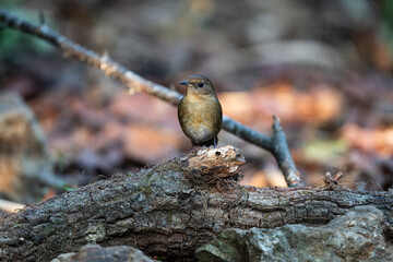 White - bellied Redstart