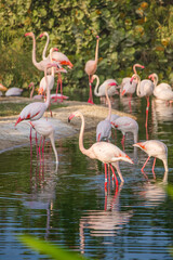 Fototapeta na wymiar many pink flamingos feed on crustaceans in a lake in a zoo or nature park. Amazing birds live in the hot countries of Africa and the Arabian Peninsula