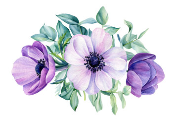 Flowers of anemones and leaves of eucalyptus on a white background, watercolor drawings
