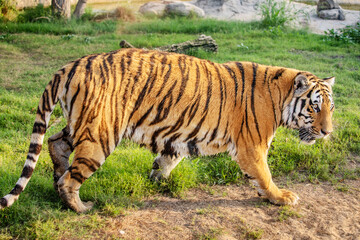 Fototapeta na wymiar A beautiful and powerful tiger walks through its possessions in the national park. Majestic and dangerous predatory big cat
