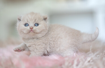 Extram niedliches Katzenbaby BKH Kitten ganz verträumt