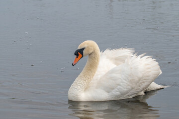 Naklejka premium Beautiful Mute Swan Cygnet (Cygnus olor) in nature