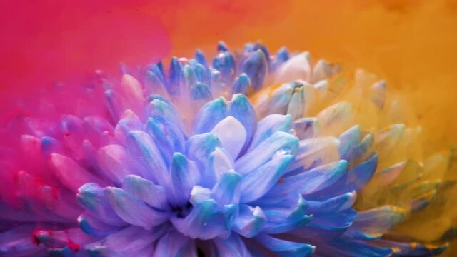 Lush Chrysanthemum blue flower under water with colorful ink and bubbles. Rotate around 360 degrees. Pink, yellow and orange color
