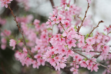Obraz na płótnie Canvas the close up of Cherry Blossom at hong kong tko park