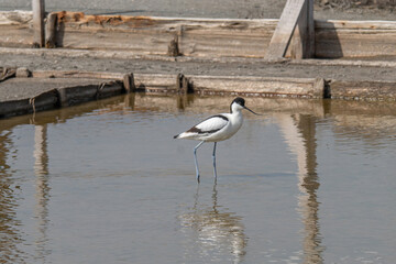 Pied Avocet in water looking for food (Recurvirostra avosetta)