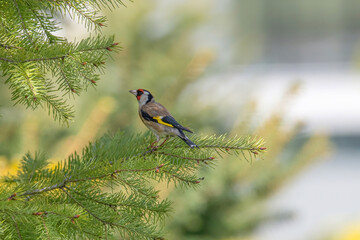 Perching Goldfinch (Carduelis carduelis) on a tree branch