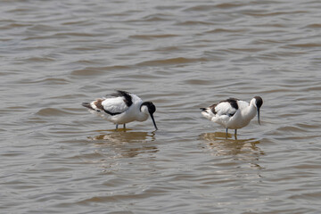 Fototapeta premium Pied Avocet in water looking for food (Recurvirostra avosetta)