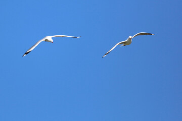 Rotschnabelmöwe / Red-billed gull / Larus scopulinus.