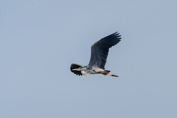 Grey heron (Ardea cinerea) in flight against blue sky