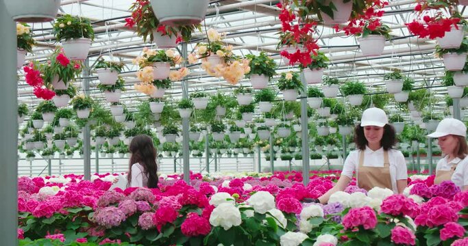 Two greenhouse workers in uniform taking care of colorful hydrangeas while attractive woman walking around and choosing flowers to buy. Concept of plants and gardening. 