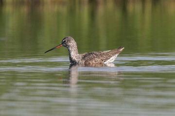 Spotted Redshank in water (Tringa erythropus)