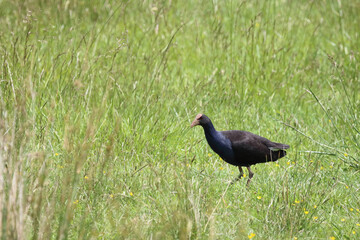 Purpurhuhn / Pukeko or Australasian swamphen / Porphyrio melanotus