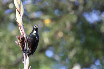 Tui / Tui / Prosthemadera novaeseelandiae