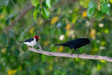 The yellow-billed cardinal (Paroaria capitata) and The velvet-fronted grackle (Lampropsar tanagrinus)