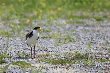 Maskenkiebitz / Masked lapwing / Vanellus miles miles