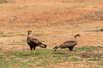 The crested caracara (Caracara plancus)