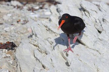 Neuseeländischer Austernfischer / Variable oystercatcher / Haematopus unicolor