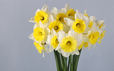 Bouquet bright yellow-white daffodils on light background. Festive spring card. Close-up