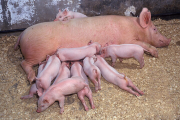 Mãe suína amamentando filhotes, todos rosas com a mãe deitada sobre palha. © Zig Koch