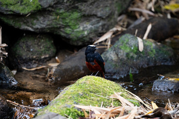 White - capped Water Redstart