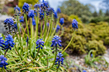 Grape hyacinth