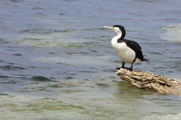 Elsterscharbe / Australian pied cormorant / Phalacrocorax varius