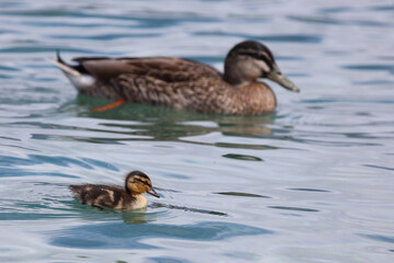 Stockente / Mallard / Anas platyrhynchos...